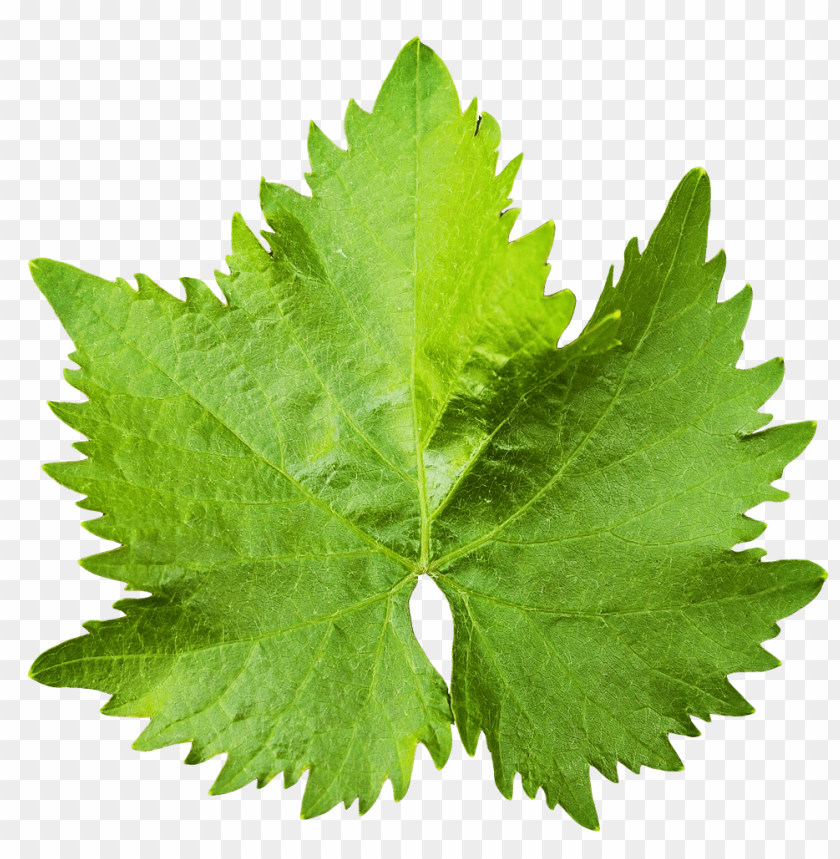 Free Download HD PNG Grape Vine Leaf PNG Images With Transparent 
