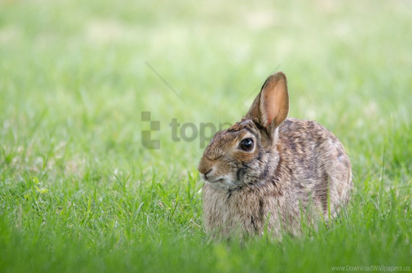 Free download | HD PNG grass hare hiding rabbit wallpaper background ...