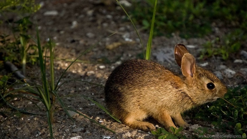 Free download | HD PNG grass hide rabbit wallpaper background best ...