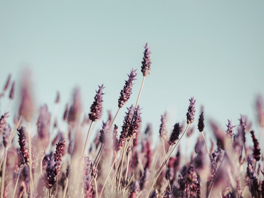 Free download | HD PNG grass inflorescences bloom stems plants 4k ...