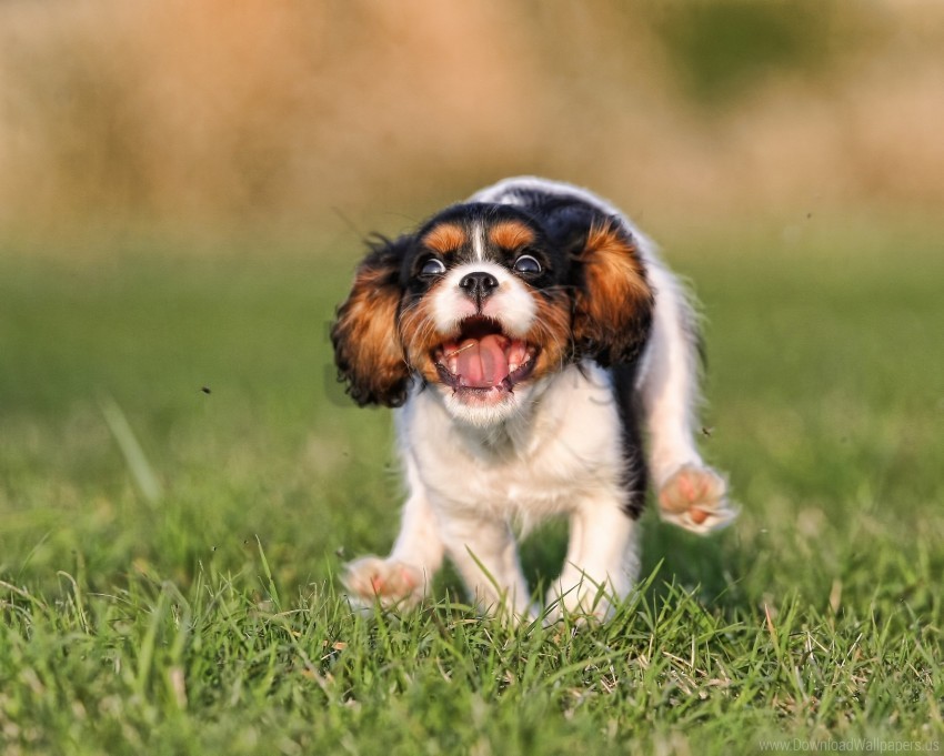 Free download | HD PNG grass jumping puppy running wallpaper background ...