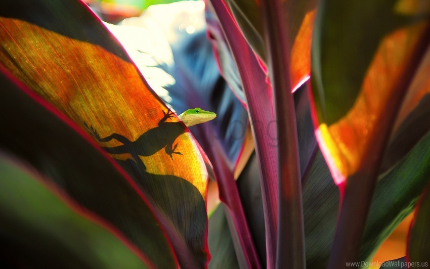 Free download | HD PNG grass leaves lizard plant wallpaper background ...