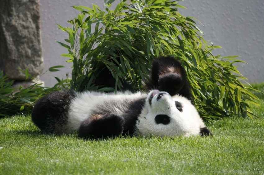 Free download | HD PNG grass lie panda wallpaper background best stock ...