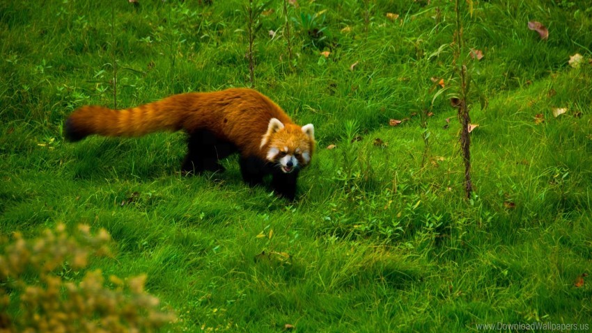 Free download | HD PNG grass red panda walk wallpaper background best ...