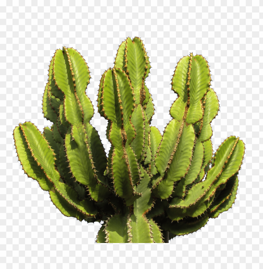 Free download | HD PNG PNG image of cluster of green spiky cactus with ...