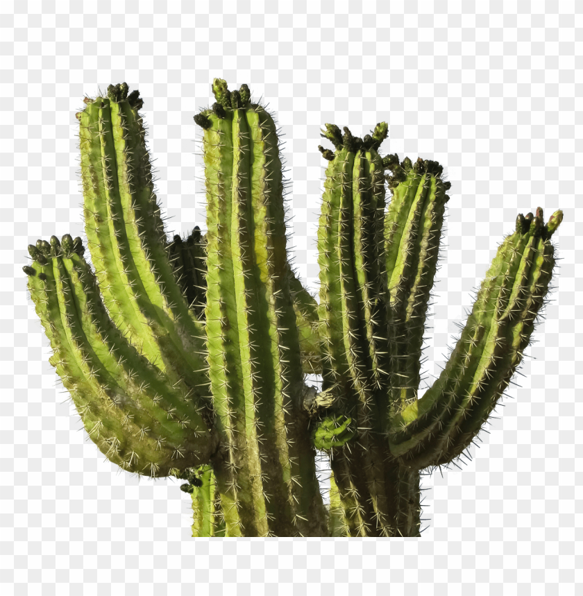 Free download | HD PNG PNG image of group of tall cacti with spikes ...