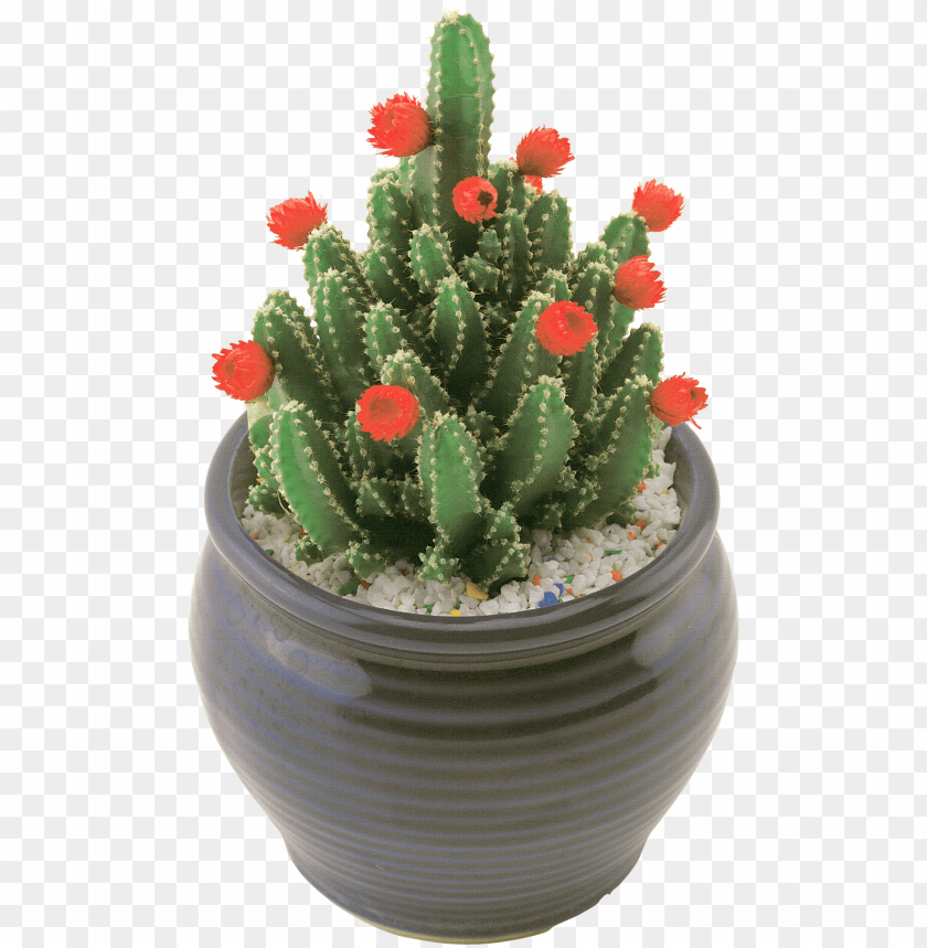 Free download | HD PNG PNG image of green cactus plant in ceramic pot ...