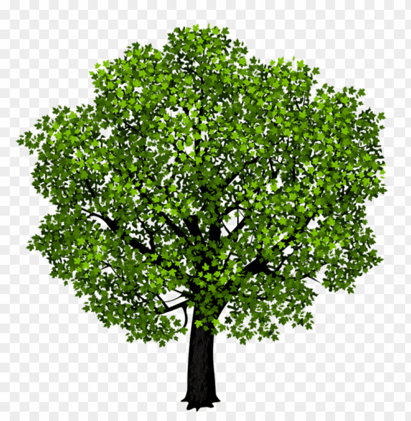 Free download | HD PNG PNG image of tree with sparse green leaves with ...