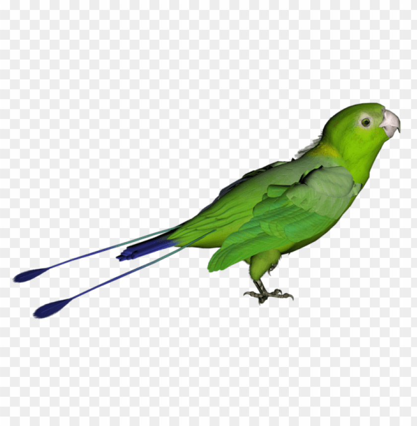 green parrot voice mp3 download pagalworld ringtone