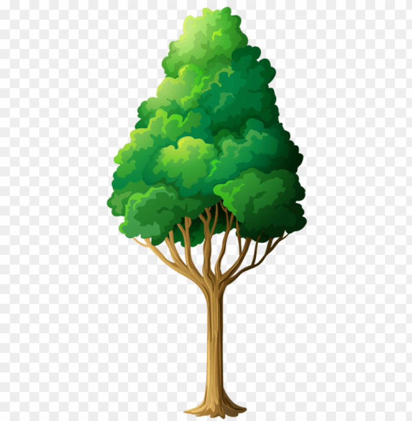 Free download | HD PNG PNG image of tall green tree with tapering trunk ...