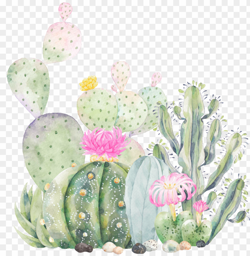Free download | HD PNG hand painted cactus plant png transparent ...