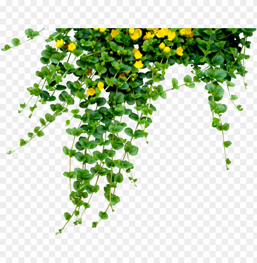 Download hangingflowers hanging flowers png Free PNG Images TOPpng