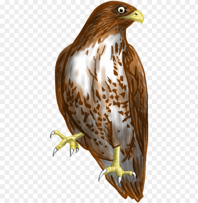 Free download | HD PNG hawk clipart transparent background transparent ...