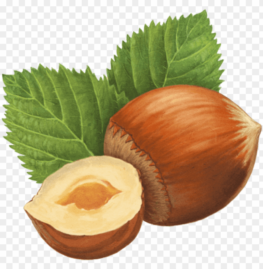 Free download HD PNG hazelnut drawing PNG image with transparent