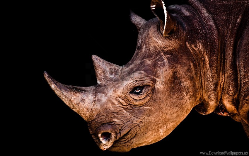 Free download | HD PNG head pro rhino shadow wallpaper background best ...