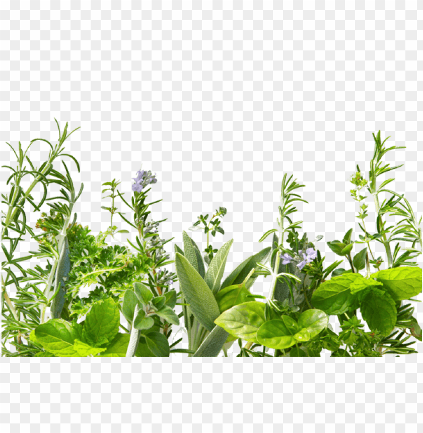 Free download HD PNG PNG image of tall green herbs png with a clear