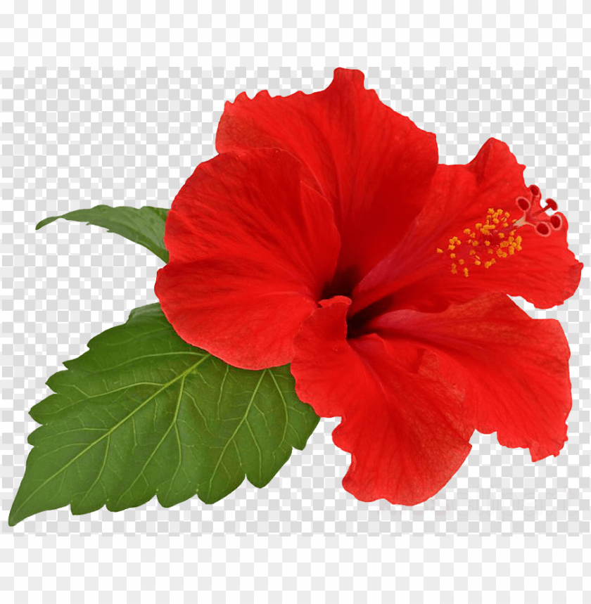 hibiscus flower png clipart shoeblackplant flower hibiscus hibiscus flower png image with transparent background toppng hibiscus flower png clipart