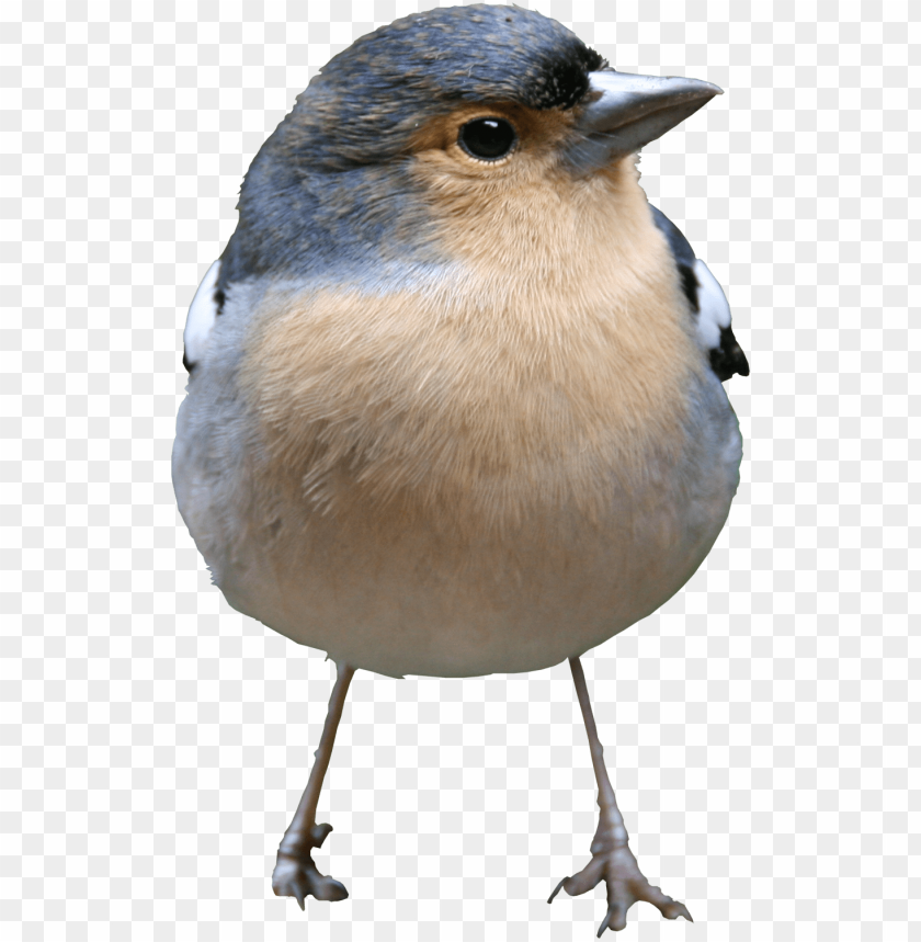 Free download | HD PNG high quality bird PNG transparent with Clear ...