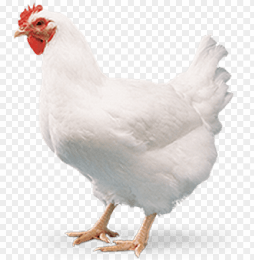 Free Download | HD PNG Home B B Chicks Broiler Chicken Meat PNG ...