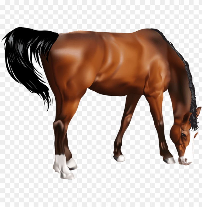 Free download | HD PNG horse | TOPpng