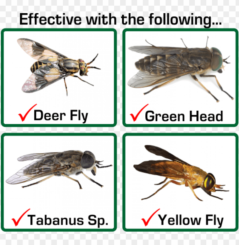 Free download HD PNG horse fly vs deer fly PNG transparent with Clear Background ID 85799 TOPpng