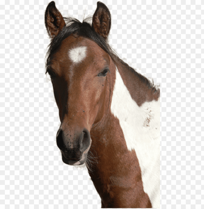 Free download HD PNG horse head png horses head PNG transparent with