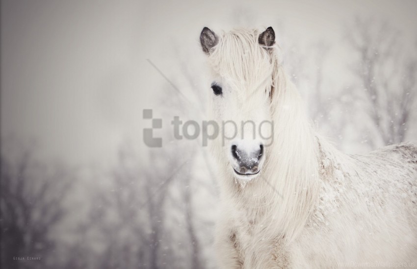 Free download | HD PNG horse snow snowy white wallpaper background best ...