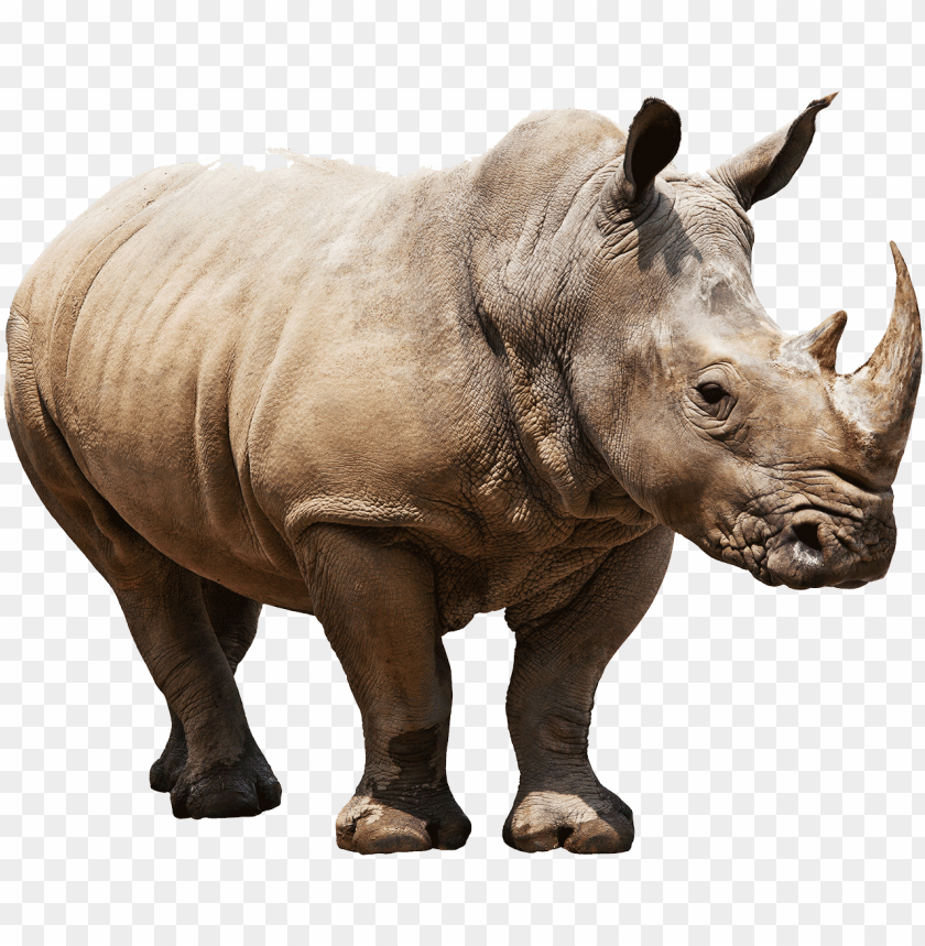 Free download | HD PNG huge rhino png images background - Image ID ...