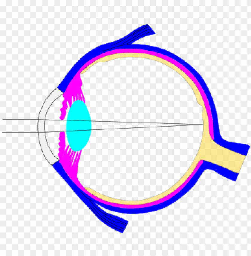 Structure Of Human Eye Without Label - Infoupdate.org