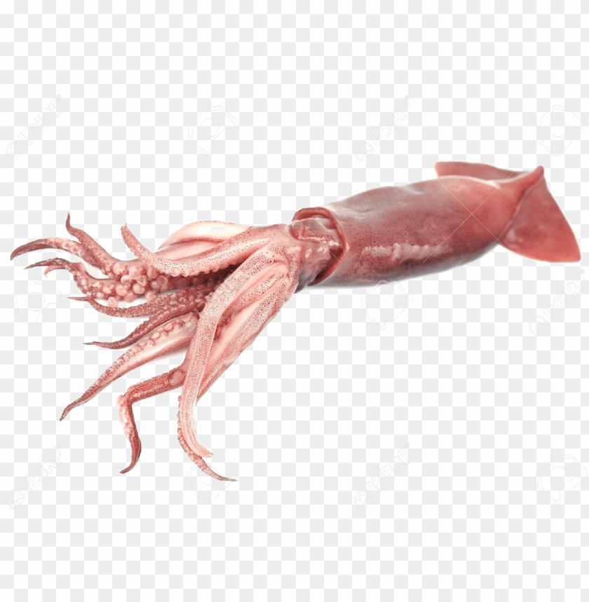 Free download | HD PNG iant squid transparent png transparent ...