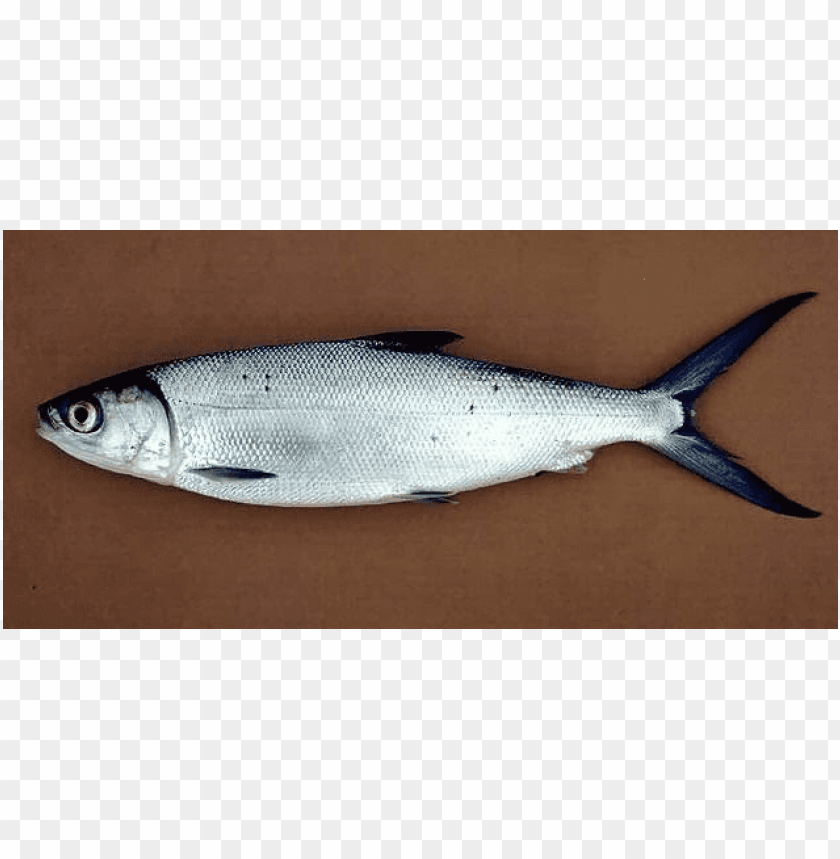 40+ Trend Terbaru Gambar Sketsa Ikan Bandeng - Tea And Lead