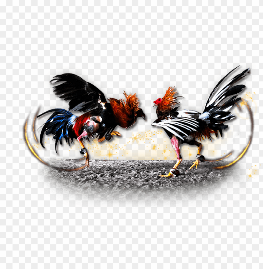 Free download | HD PNG imagenes de gallos de pelea PNG transparent with ...