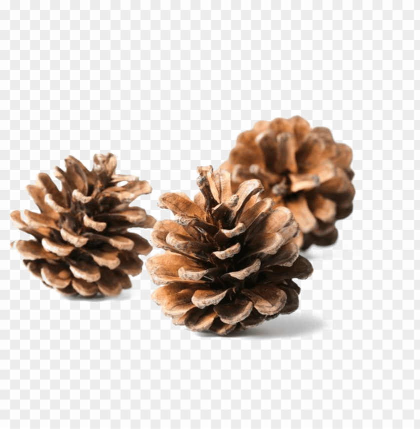 Free download | HD PNG ine cone download transparent png image conifer ...