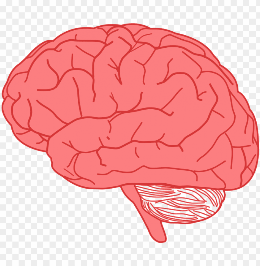Free download | HD PNG ink brain brain clipart PNG transparent with Clear Background ID 193831 ...