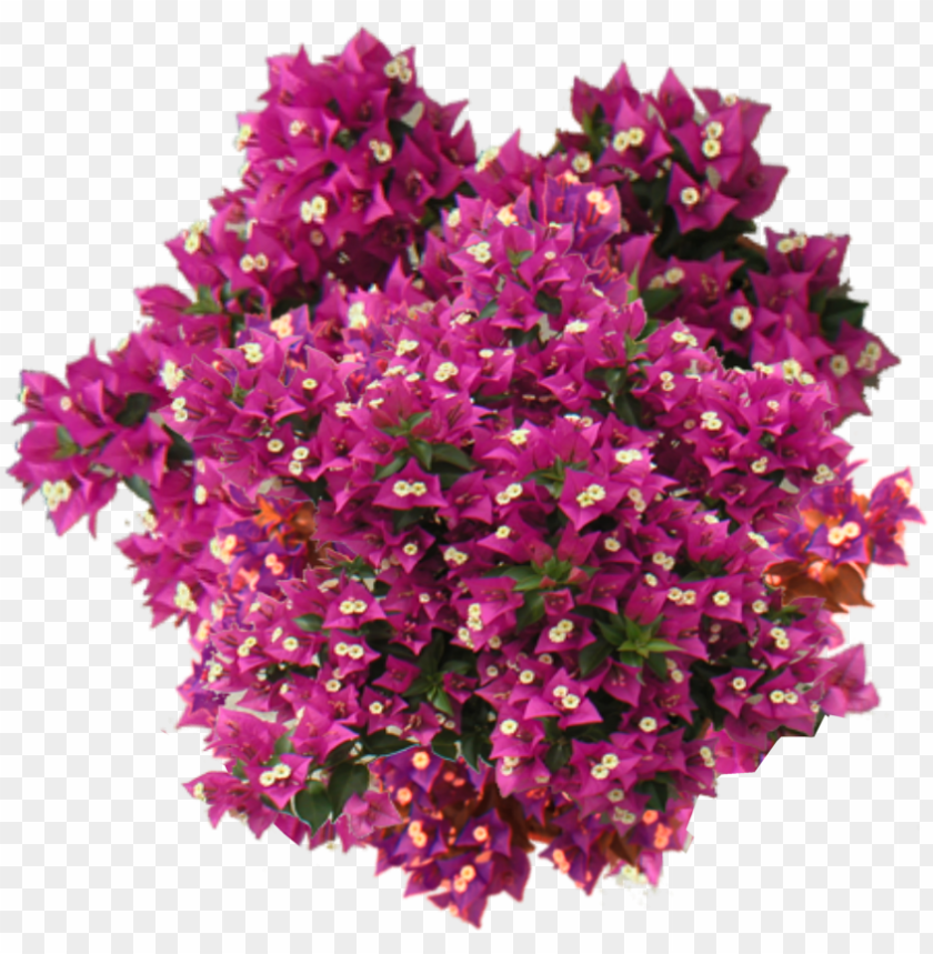 Free download | HD PNG jacey bougainvillea bougainvillea pink PNG ...