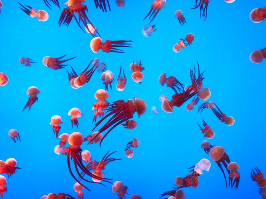 Download 57+ Background Ocean Aquarium Terbaik