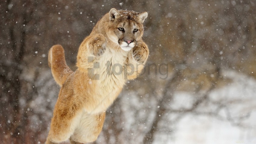 Free download | HD PNG jump puma snow winter wallpaper background best ...