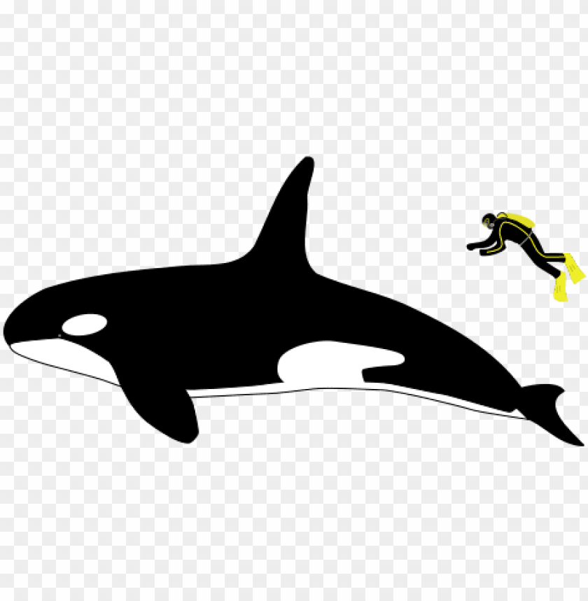 Free download | HD PNG killer whale size compared to human PNG