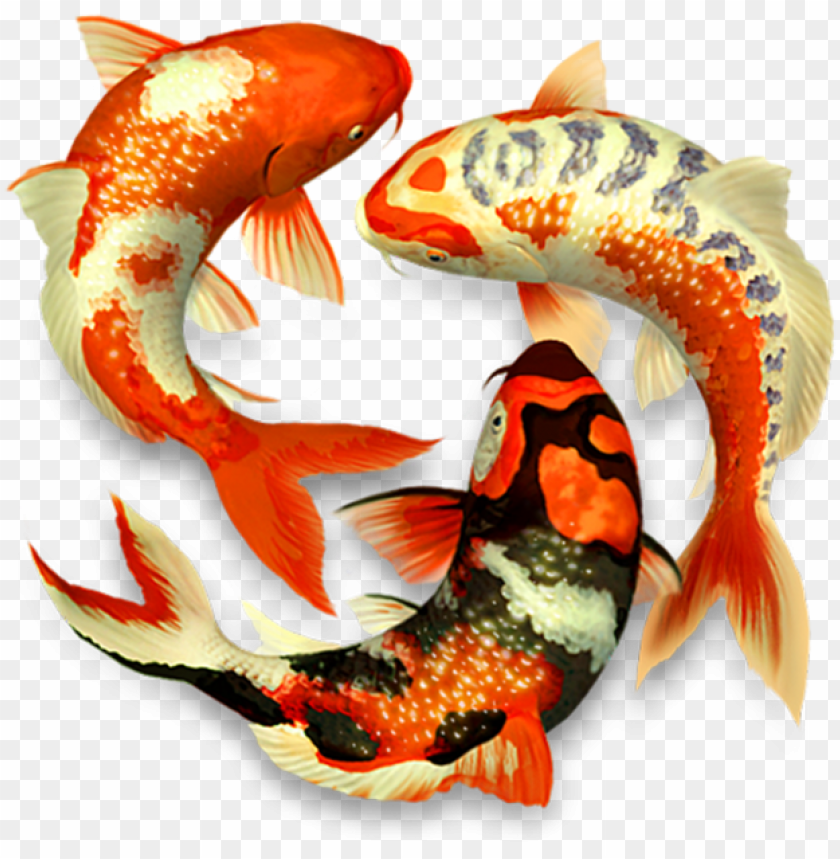 Download koi fish png - 3d koi png - Free PNG Images | TOPpng