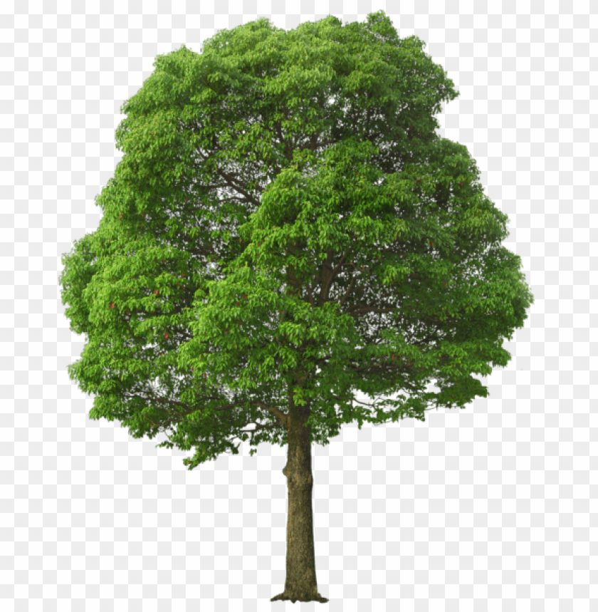 Free download | HD PNG PNG image of tree with dark green rounded canopy ...