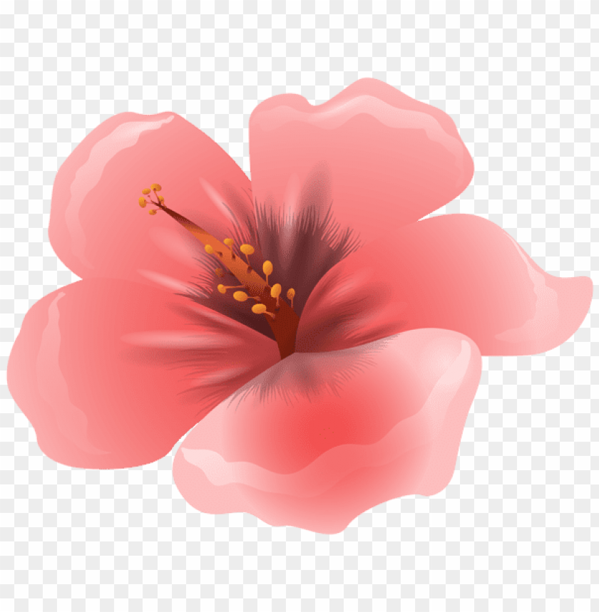 Free download | HD PNG PNG image of large pink flower with a clear ...