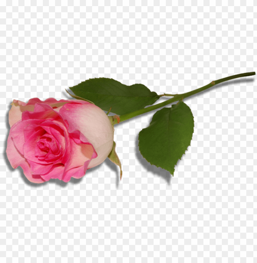Free download | HD PNG PNG image of large pink rose with a clear ...