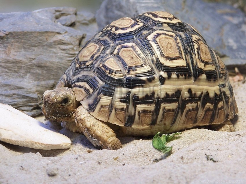 Turtle Shells Sand Free download | HD PNG large sand shell turtle wallpaper background ...