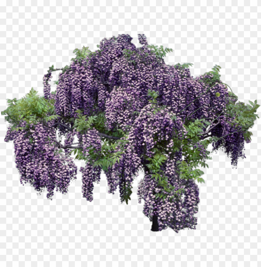 Lavender Transparent Background Wisteria Transparent Background Png Image With Transparent Background Toppng