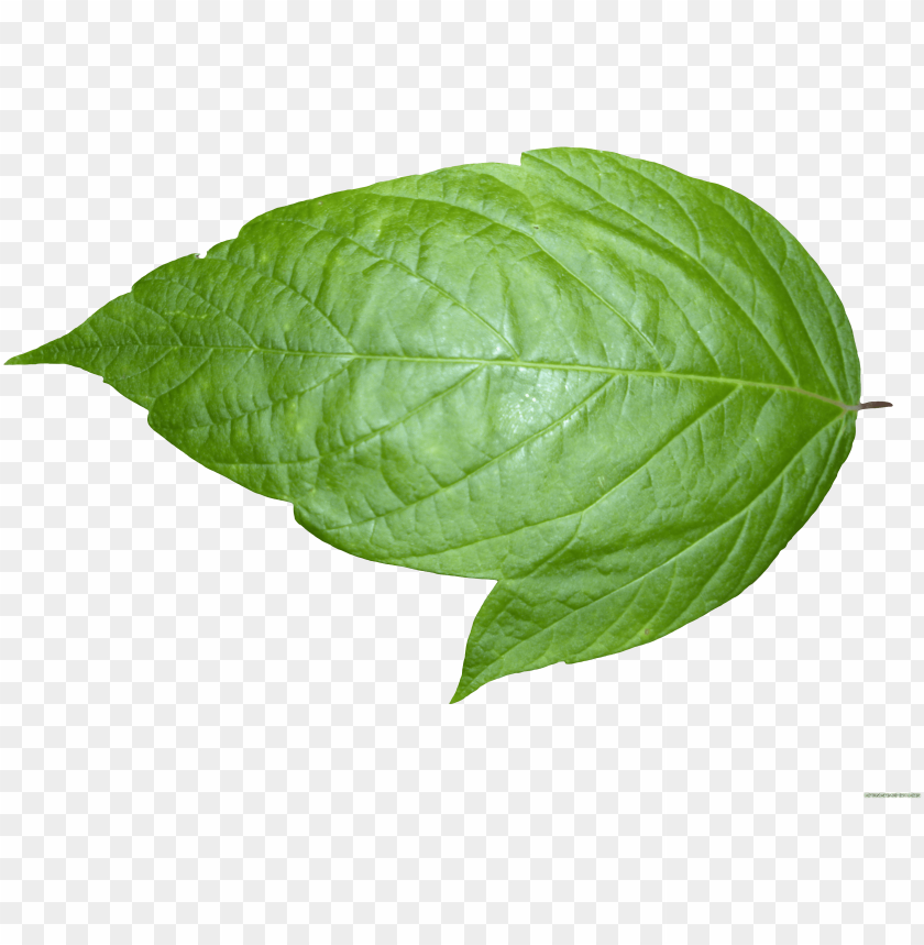 Free download | HD PNG leaf transparent background PNG transparent with
