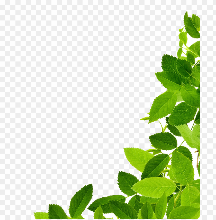 Download leaves png - Free PNG Images | TOPpng