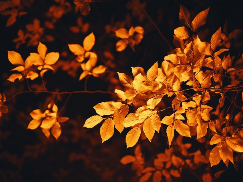 Free download | HD PNG leaves branch autumn blur foliage 4k wallpaper ...