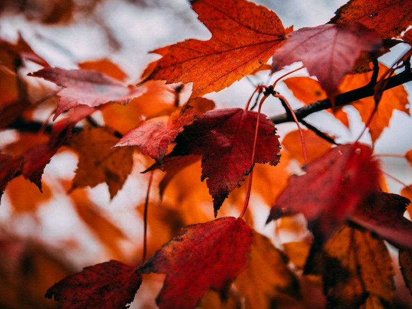 Free download | HD PNG leaves dry autumn branch maple 4k wallpaper | TOPpng