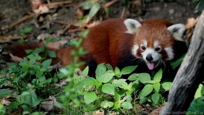 Free download | HD PNG leaves lie red panda trees wallpaper background ...