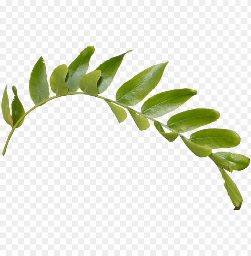 Download leaves png png - Free PNG Images | TOPpng